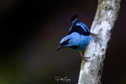 Foto Saí Azul