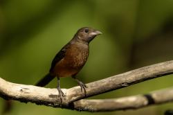 Photo Fueguero Escarlata