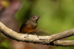Photo Fueguero Escarlata