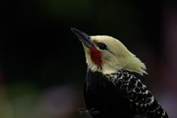 Photo Carpintero Arcoiris
