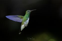 Foto Diamante Gargantiverde