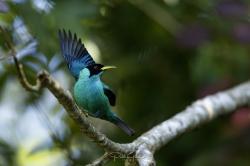 Foto Mielero Verde