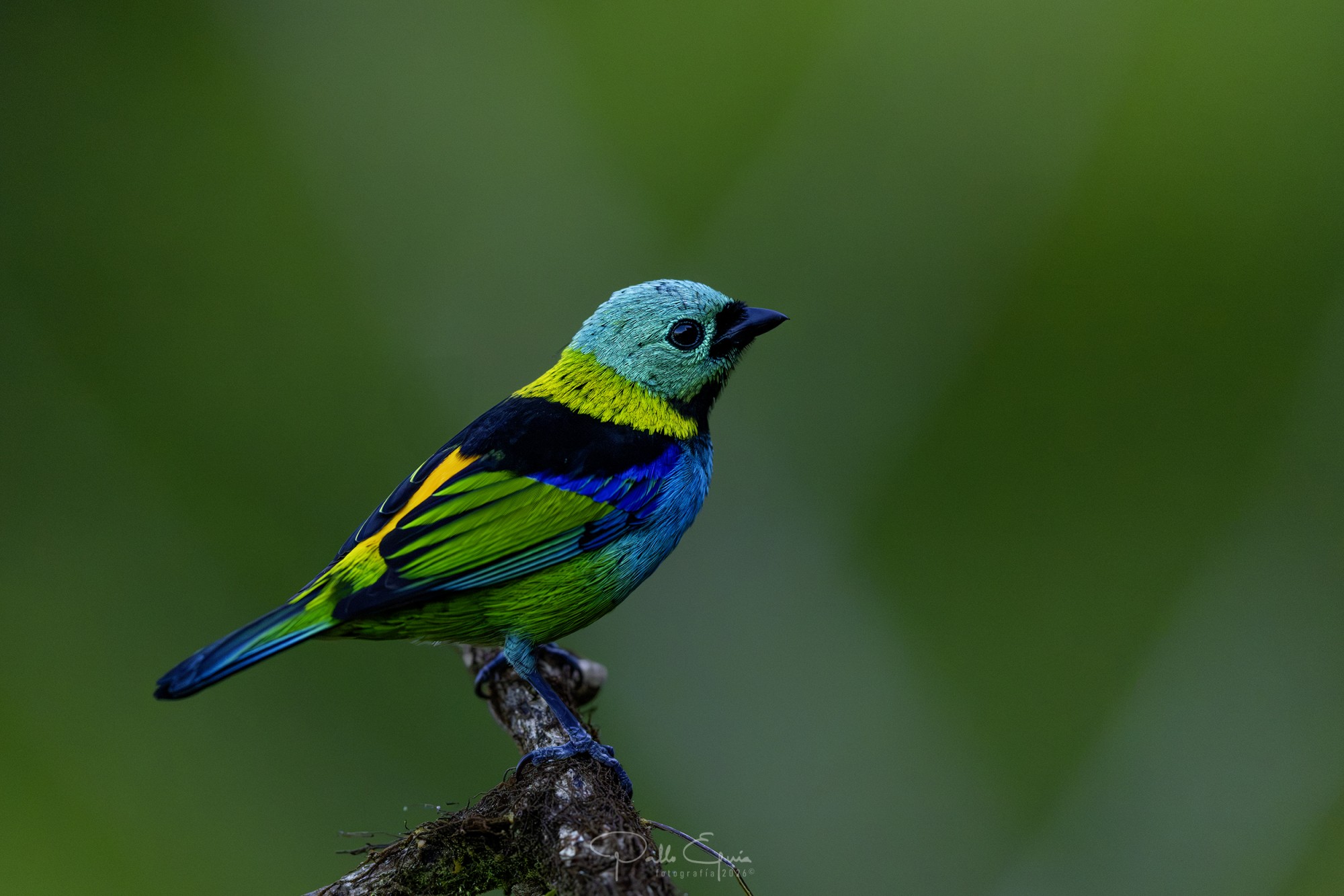 Foto Saíra Arcoiris