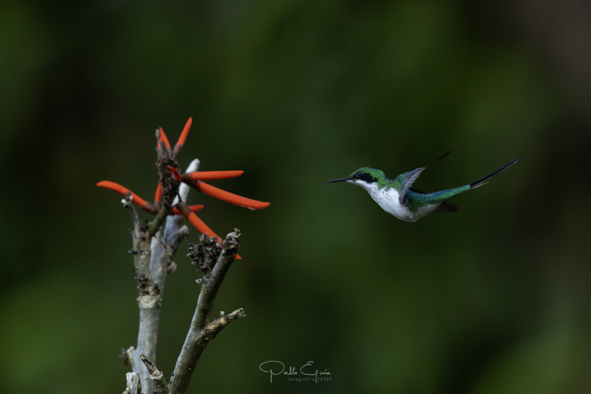 Foto Colibrí Hada Oriental