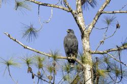 Photo Águila Negra