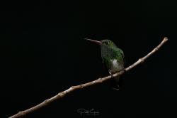 Foto Diamante Gargantiverde