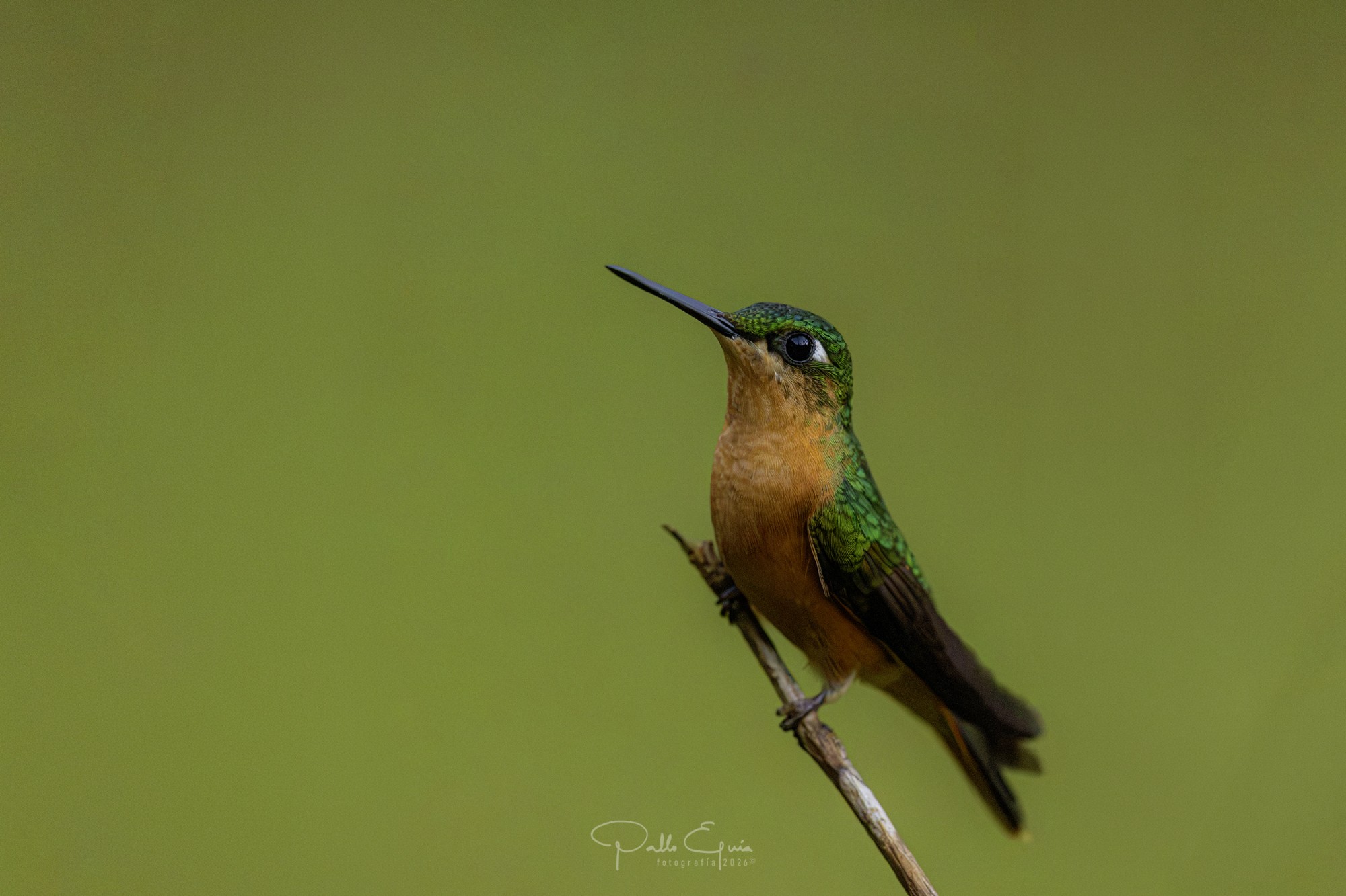 Foto Colibrí Colirrojo
