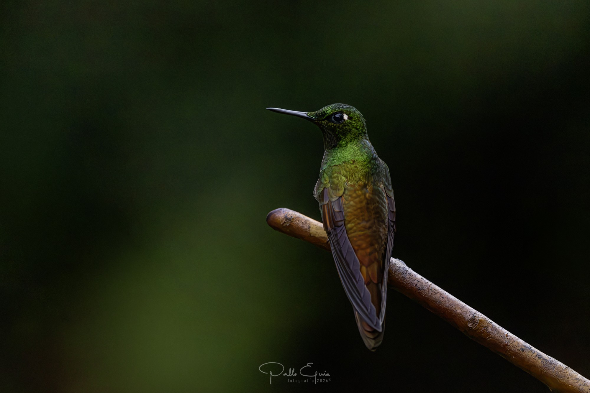 Foto Colibrí Colirrojo