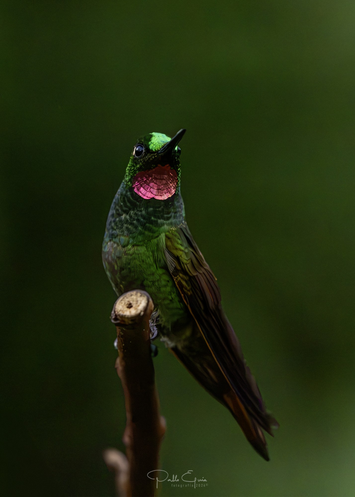 Foto Colibrí Colirrojo