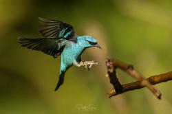 Foto Saí Azul