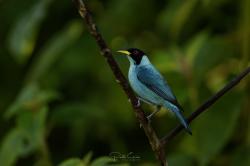 Foto Mielero Verde
