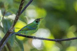 Foto Mielero Verde
