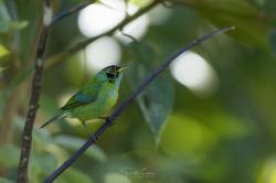 Foto Mielero Verde