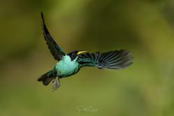 Foto Mielero Verde
