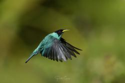 Foto Mielero Verde
