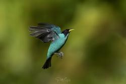 Foto Mielero Verde