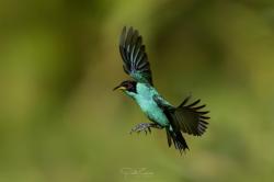 Foto Mielero Verde