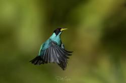 Foto Mielero Verde
