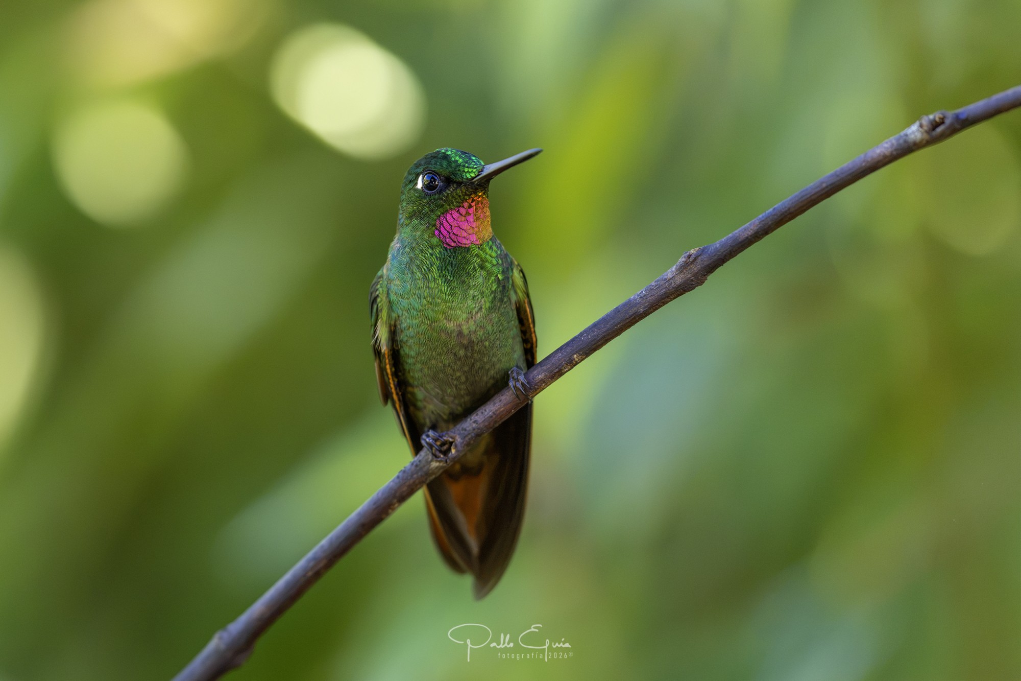 Foto Colibrí Colirrojo