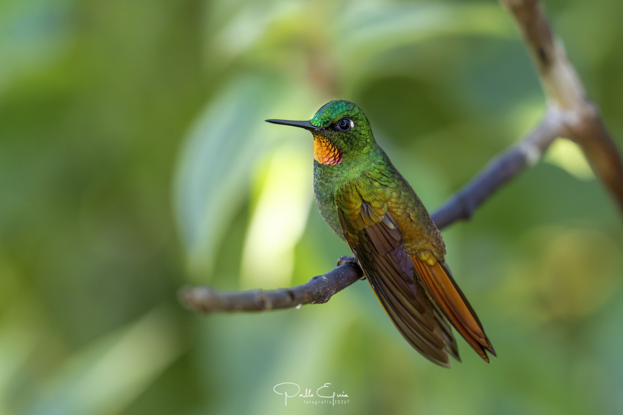 Foto Colibrí Colirrojo