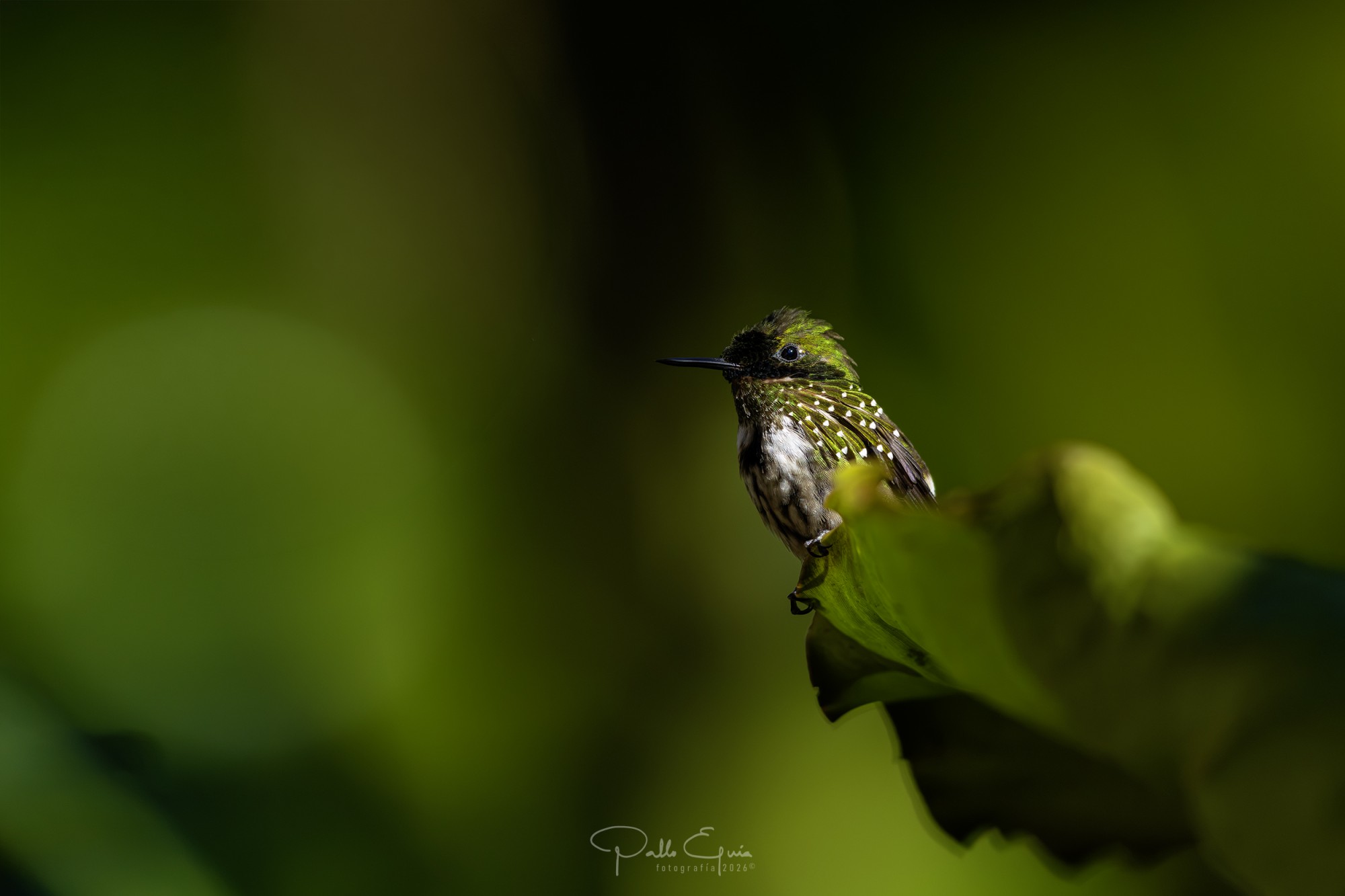 Foto Coqueta Verde