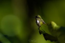 Foto Coqueta Verde