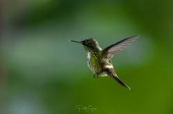 Foto Coqueta Verde