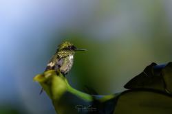 Foto Coqueta Verde
