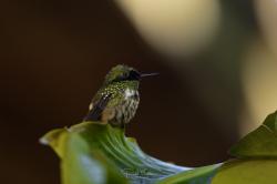 Foto Coqueta Verde