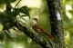  (Automolus leucophthalmus)