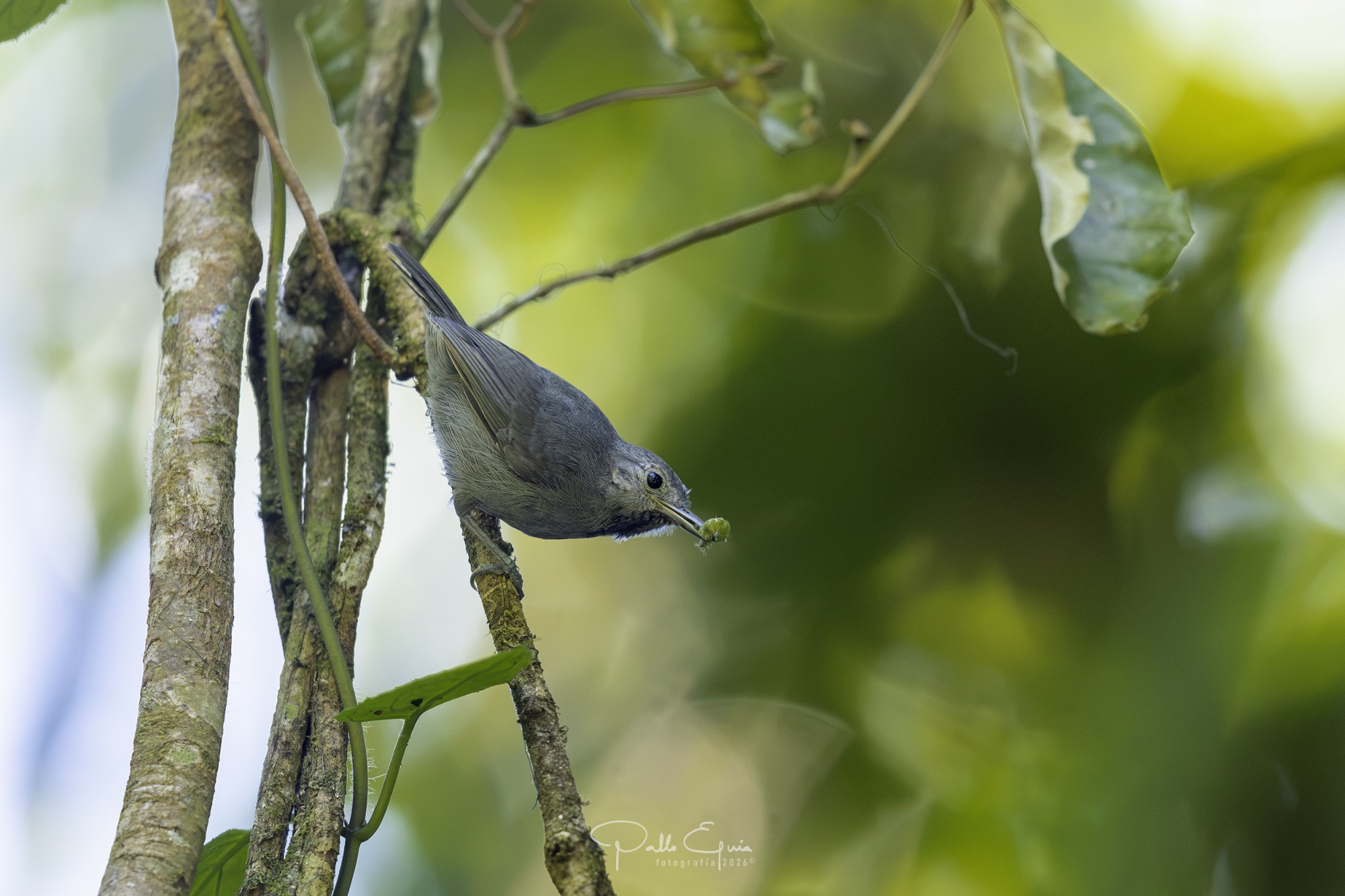 Hormiguerito Unicolor (Myrmotherula unicolor)