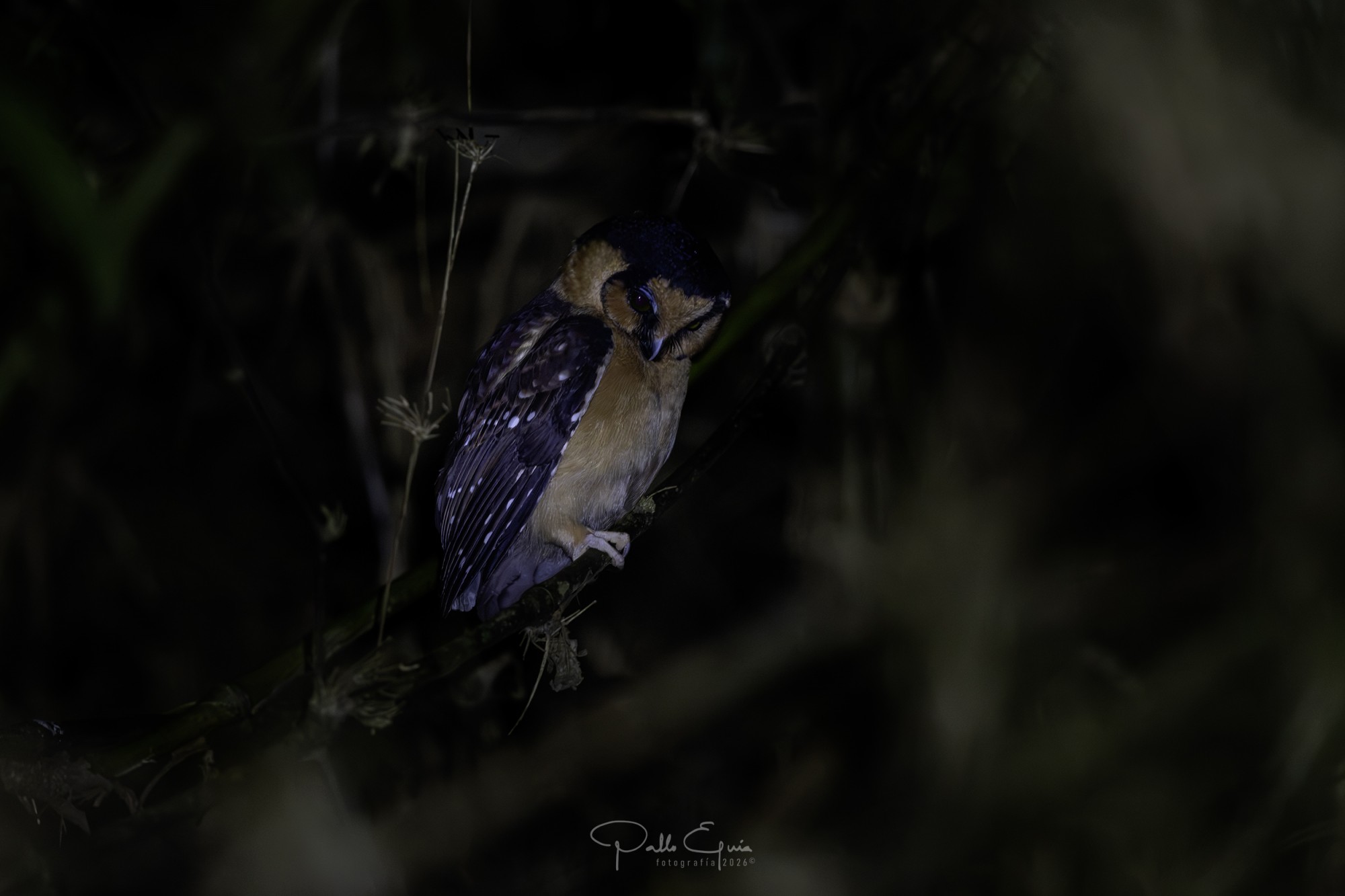 Foto Lechucita Canela