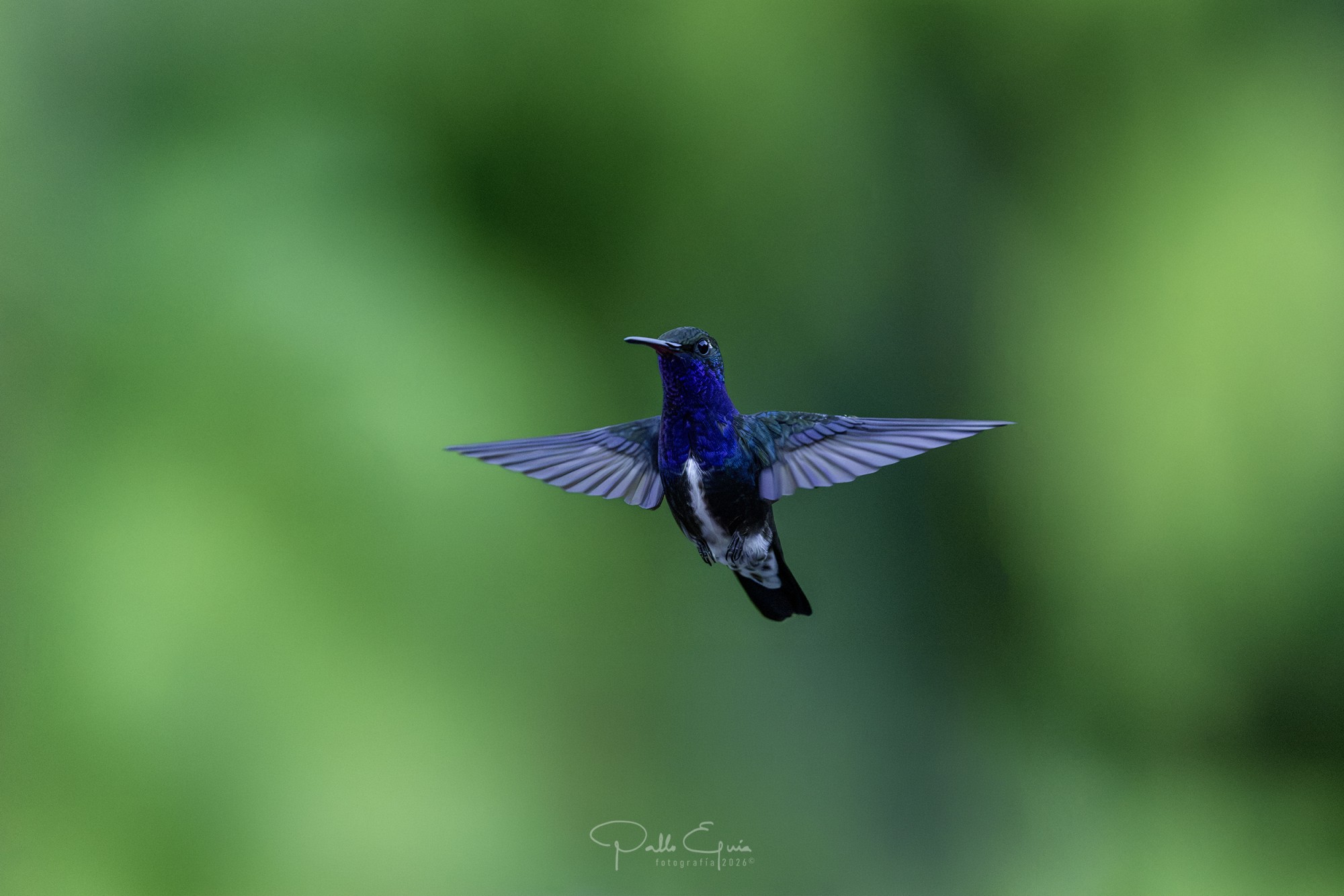 Foto Diamante de Pecho Zafiro