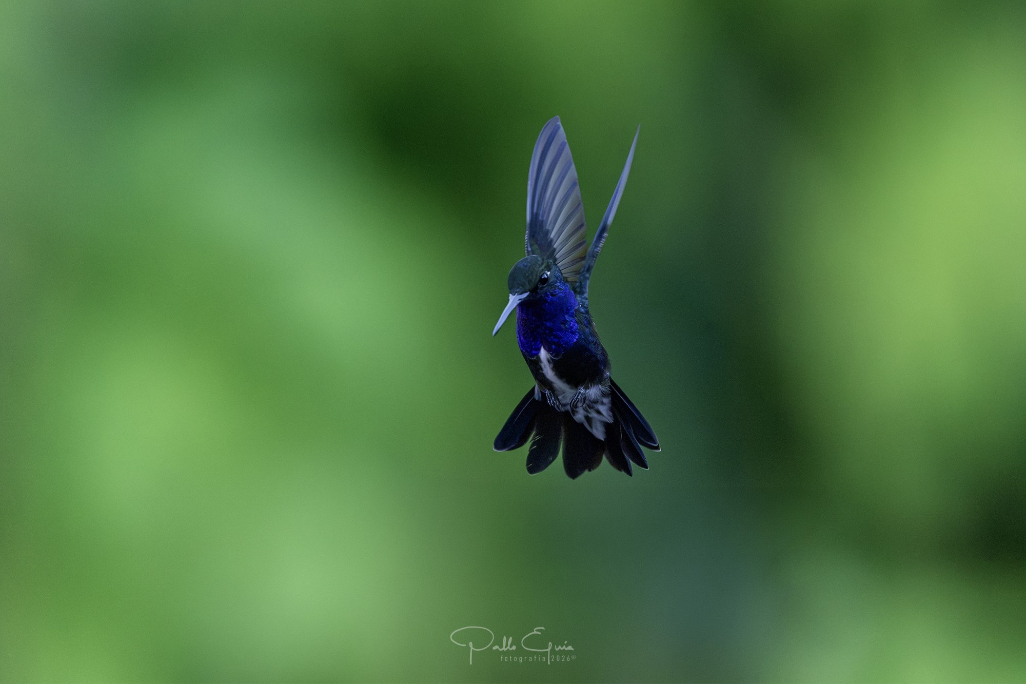 Foto Diamante de Pecho Zafiro