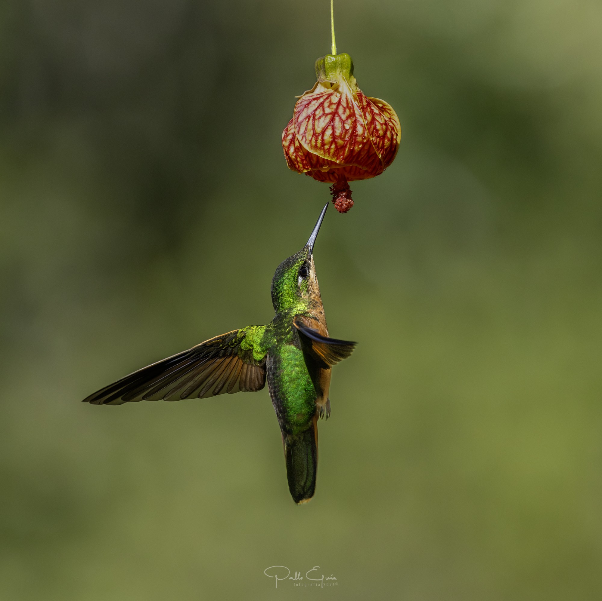 Foto Colibrí Colirrojo