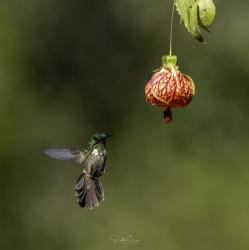 Foto Coqueta Verde