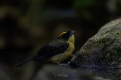 Photo Frutero Corona Amarilla