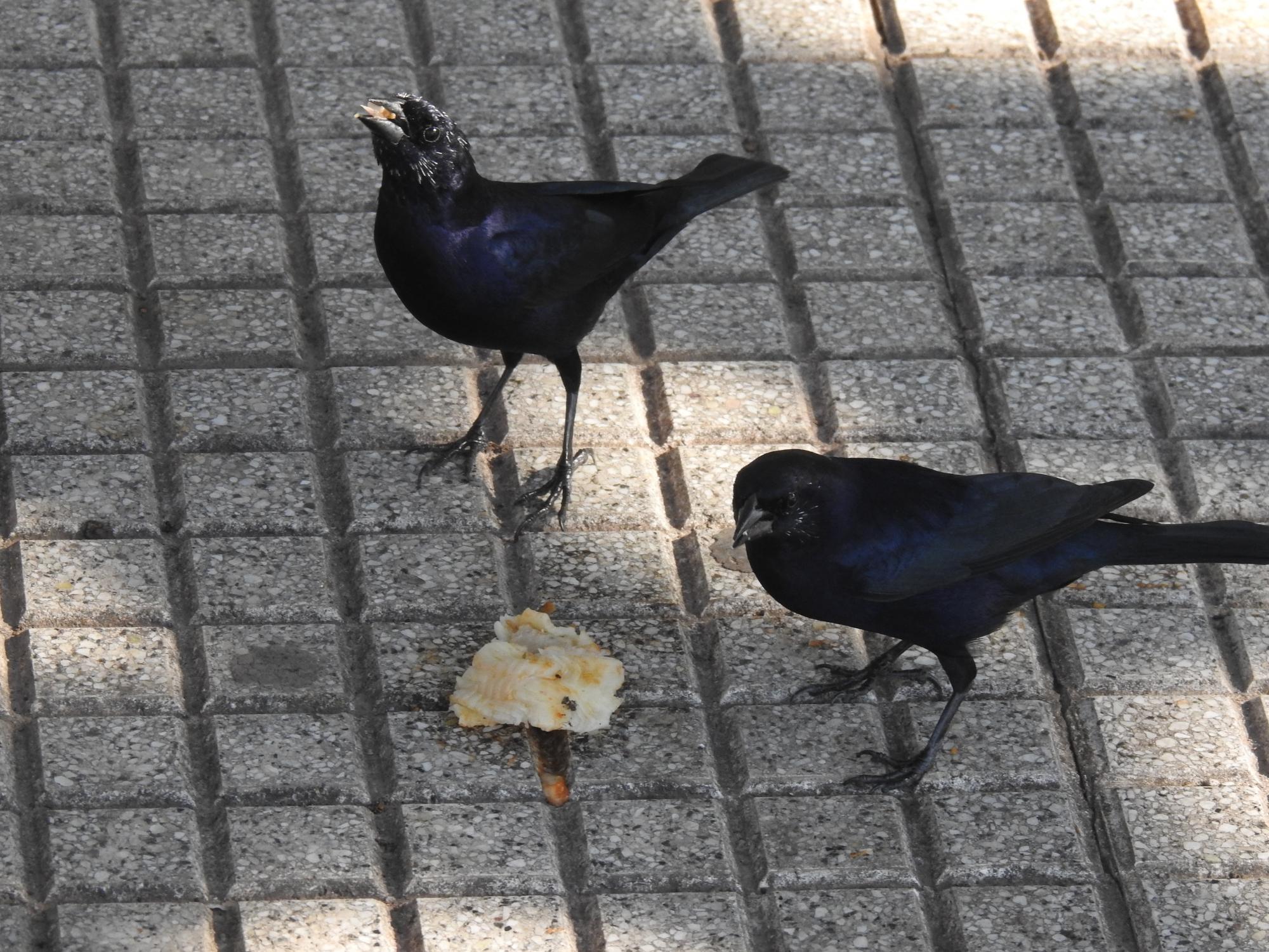 Foto Tordo Renegrido