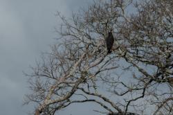 Photo Águila Negra
