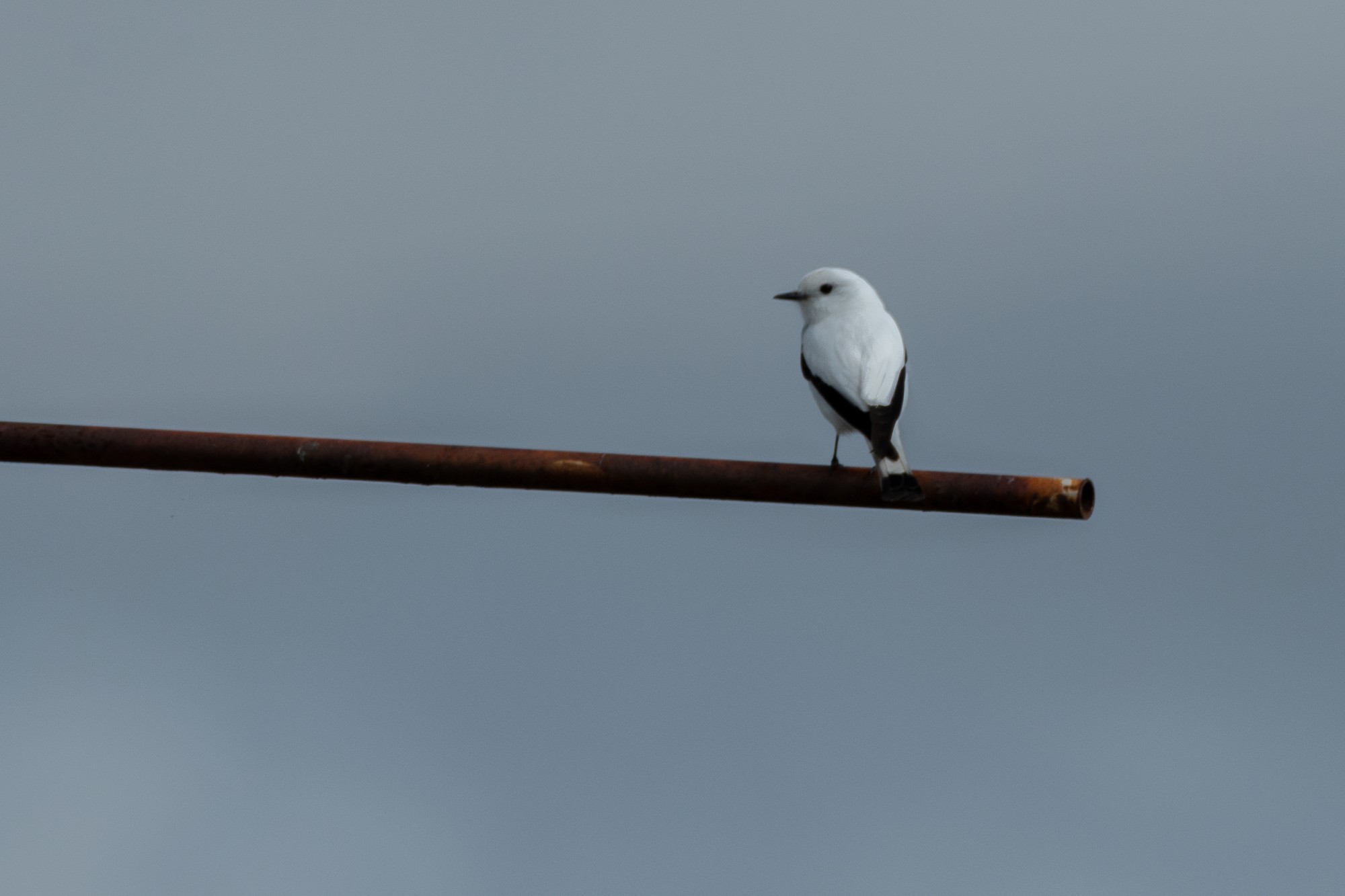 Foto Monjita Blanca