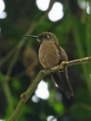 Foto Diamante Pechigamuza