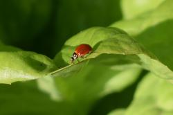 Foto Vaquita Roja