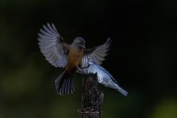 Photo Fueguero Escarlata
