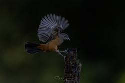 Photo Fueguero Escarlata