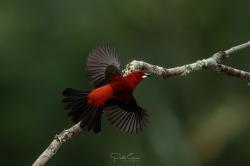 Photo Fueguero Escarlata
