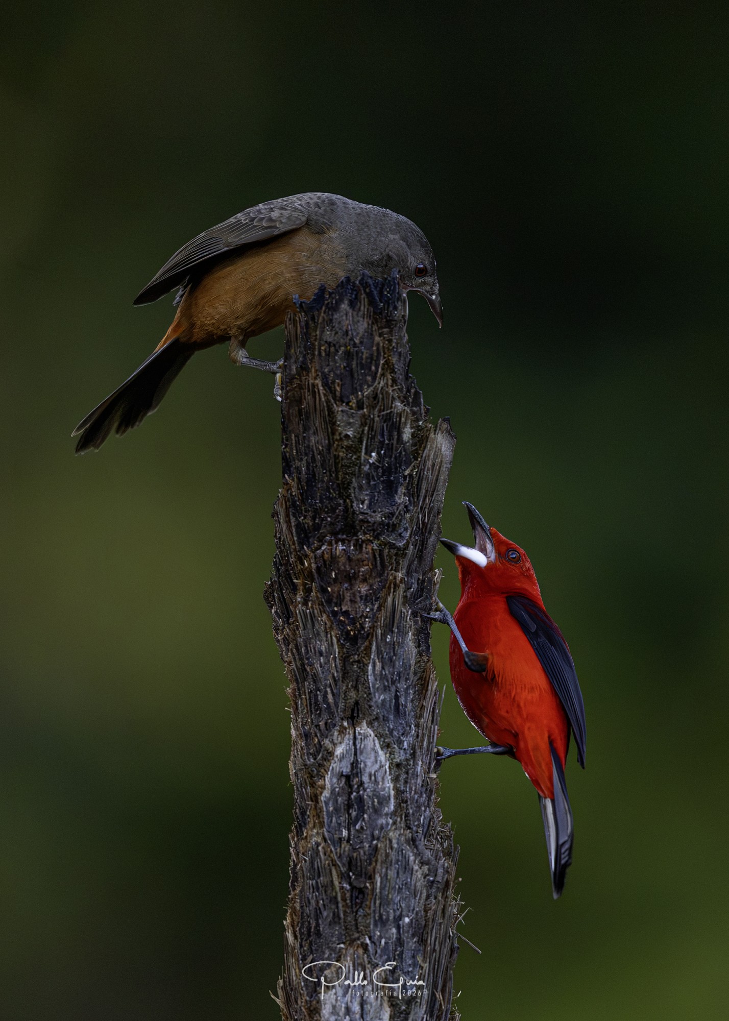 Foto Fueguero Escarlata