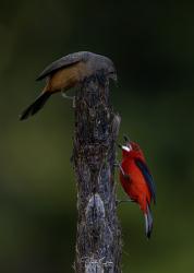 Photo Fueguero Escarlata