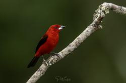 Photo Fueguero Escarlata