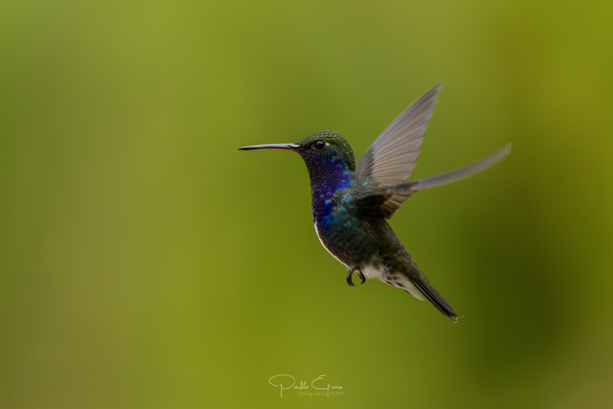 Foto Diamante de Pecho Zafiro