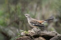 Foto Calandria Real